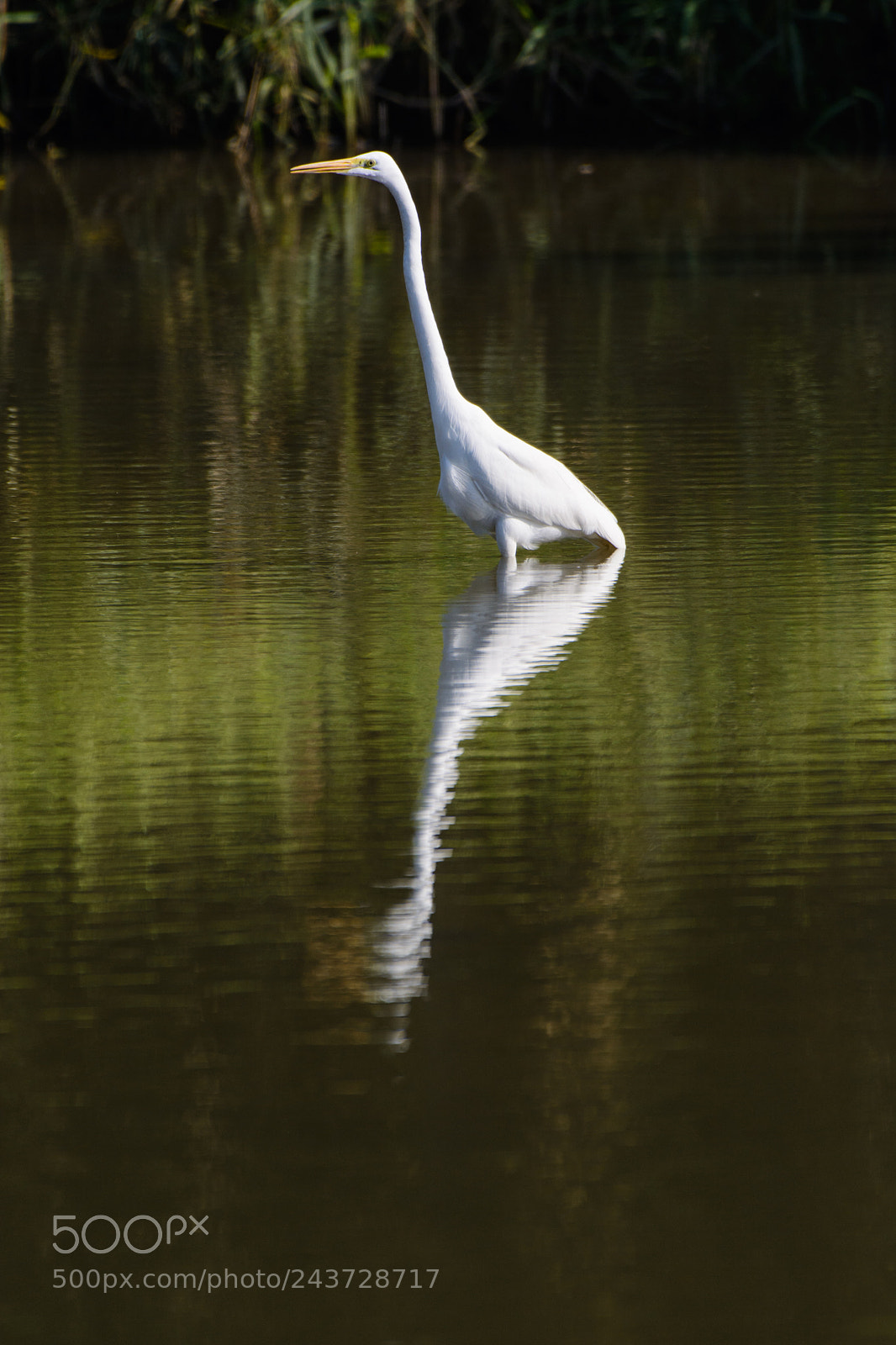 Nikon D7100 sample photo. Birds in hong kong photography