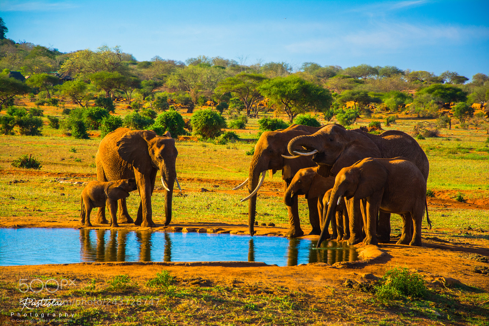 Nikon D7100 sample photo. Elephants from voi wildlife photography