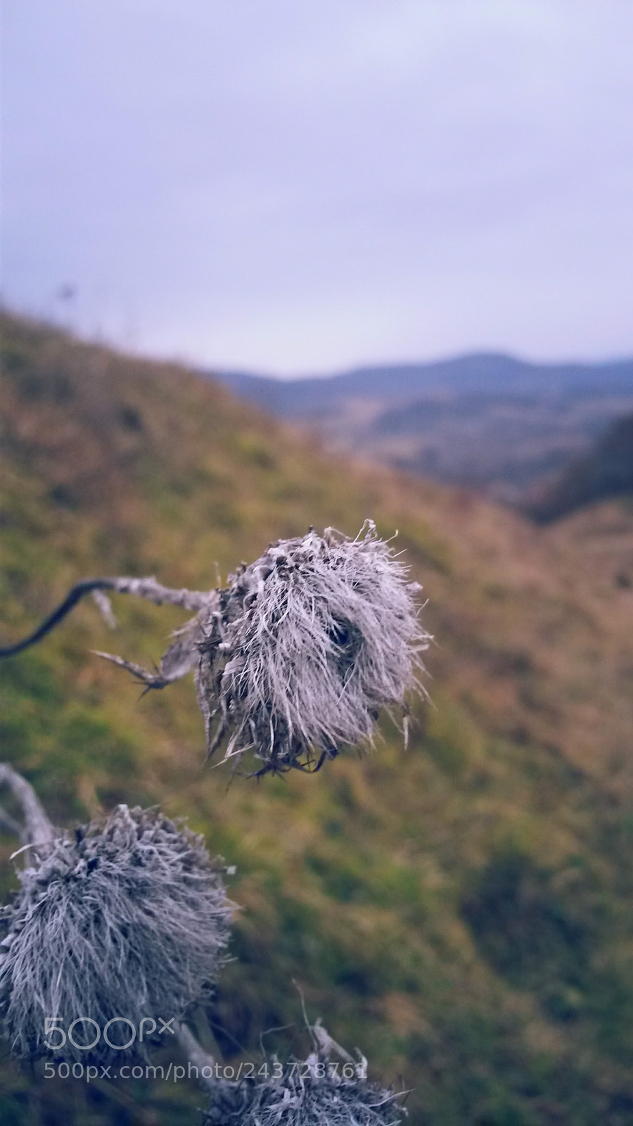 Samsung Galaxy S4 Mini sample photo. The beauty of the photography