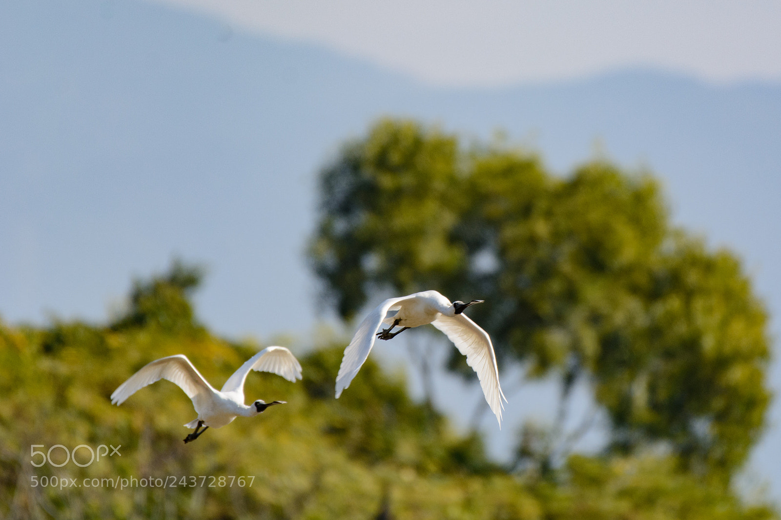 Nikon D7100 sample photo. Birds in hong kong photography
