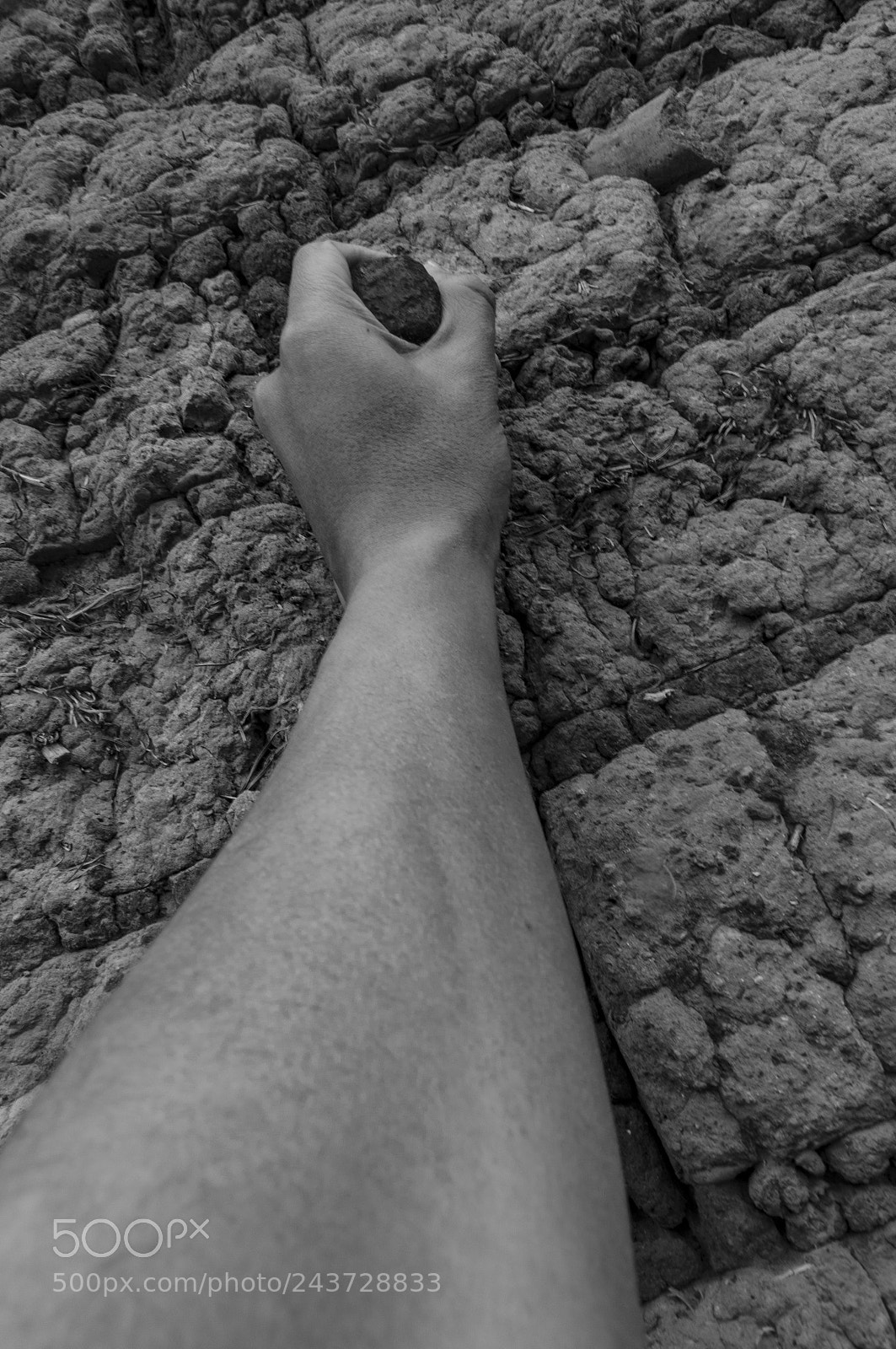 Sony SLT-A37 sample photo. Raiz photography
