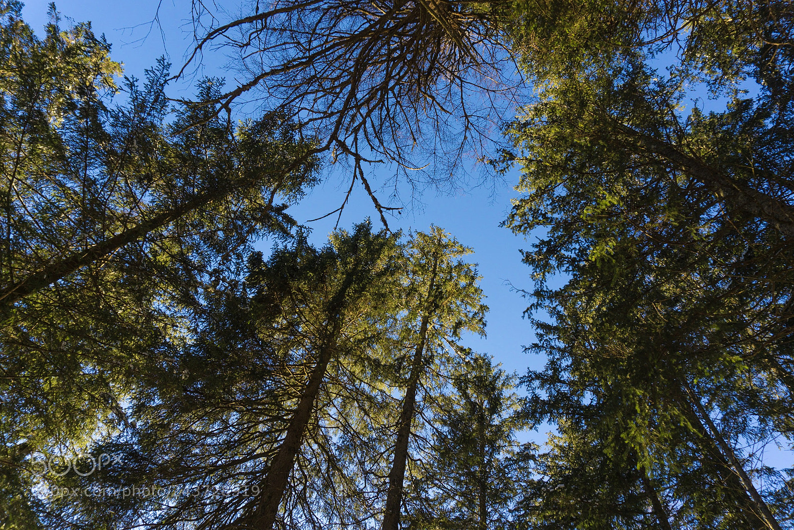 Sony a5100 sample photo. Big trees photography