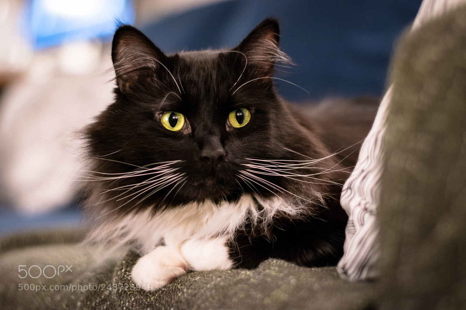 Nikon D5500 sample photo. Draco photography
