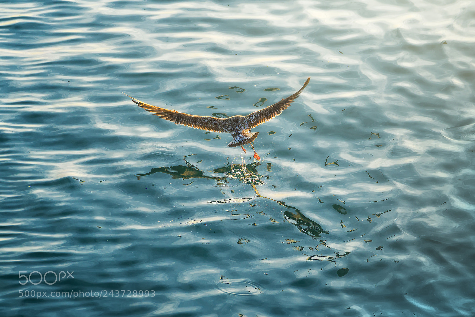 Sony a7R II sample photo. Seagull in sunset photography