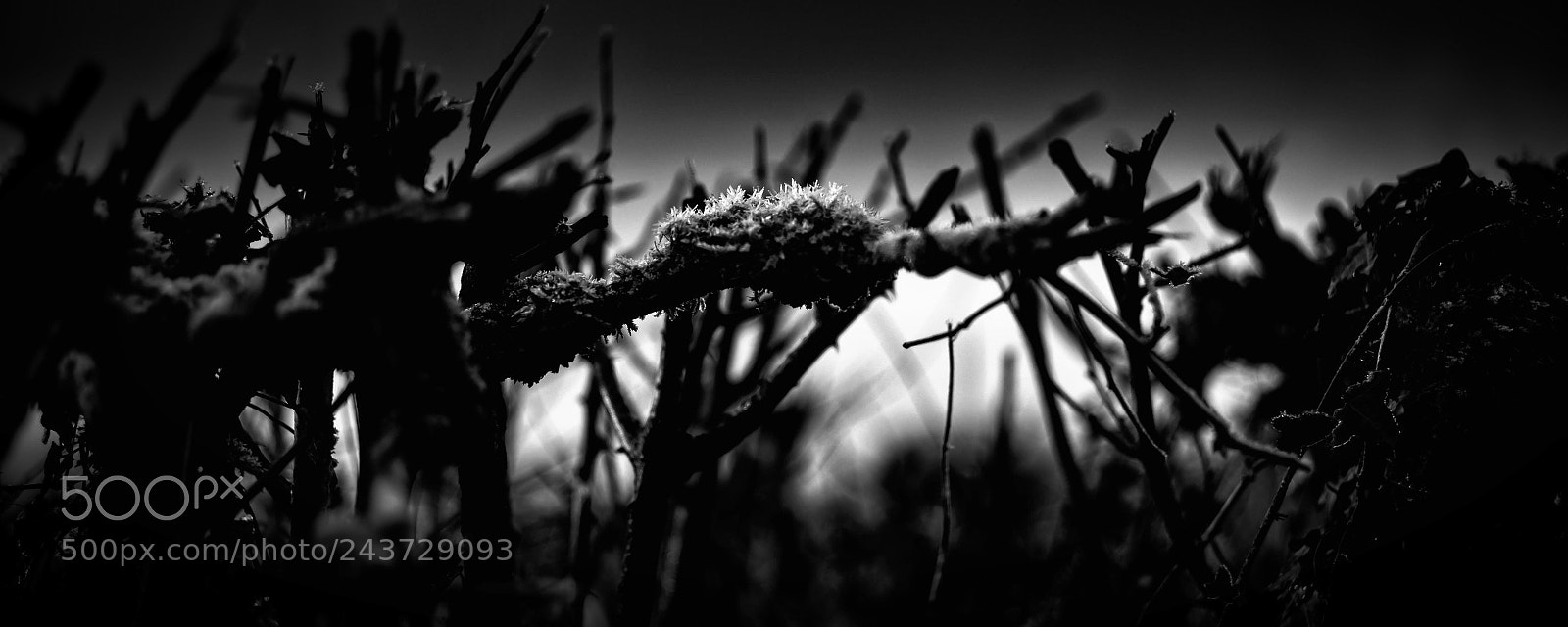 Leica M (Typ 240) sample photo. Ice crystals photography