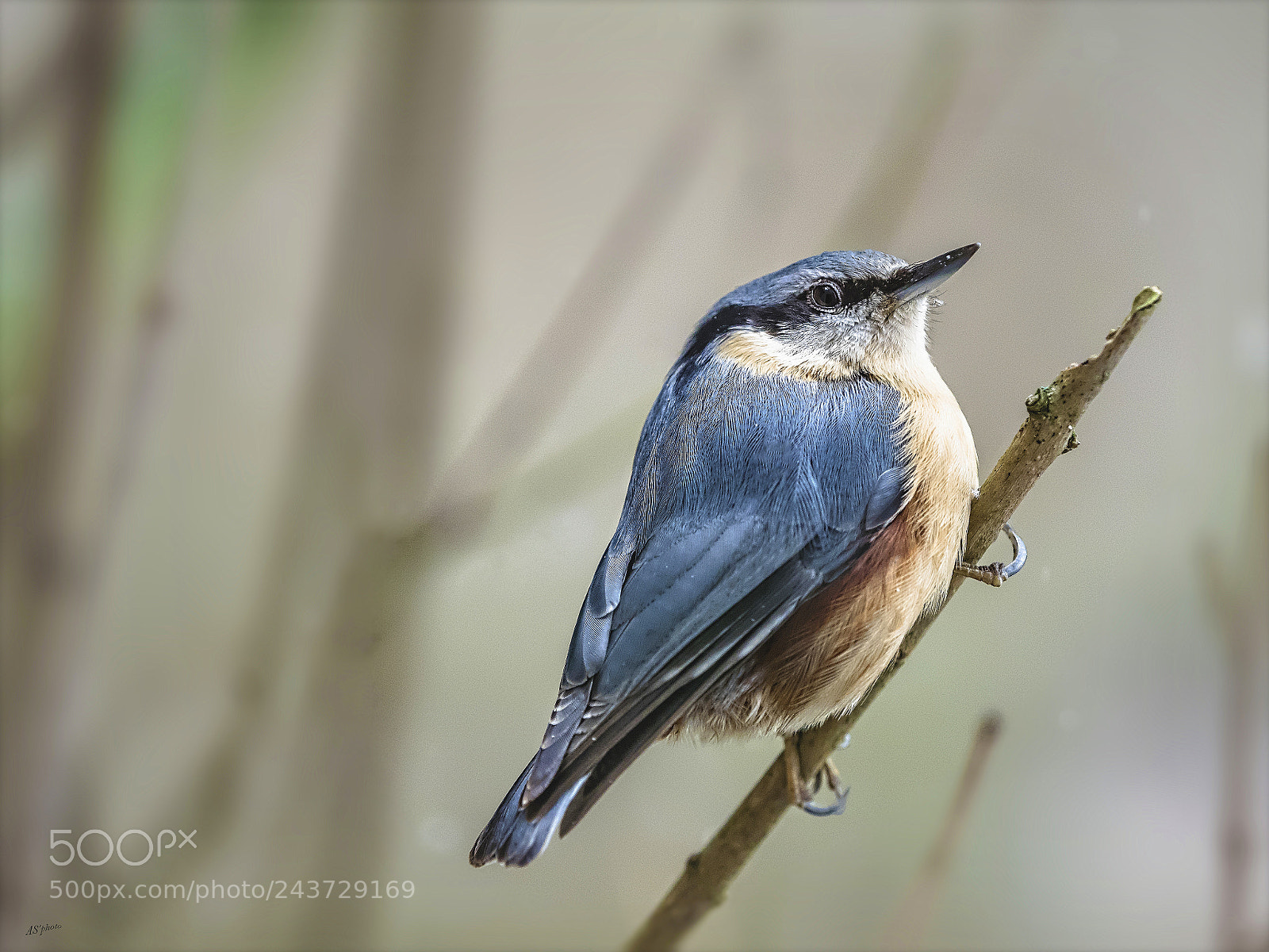 Olympus OM-D E-M1 sample photo. Nuthatch photography