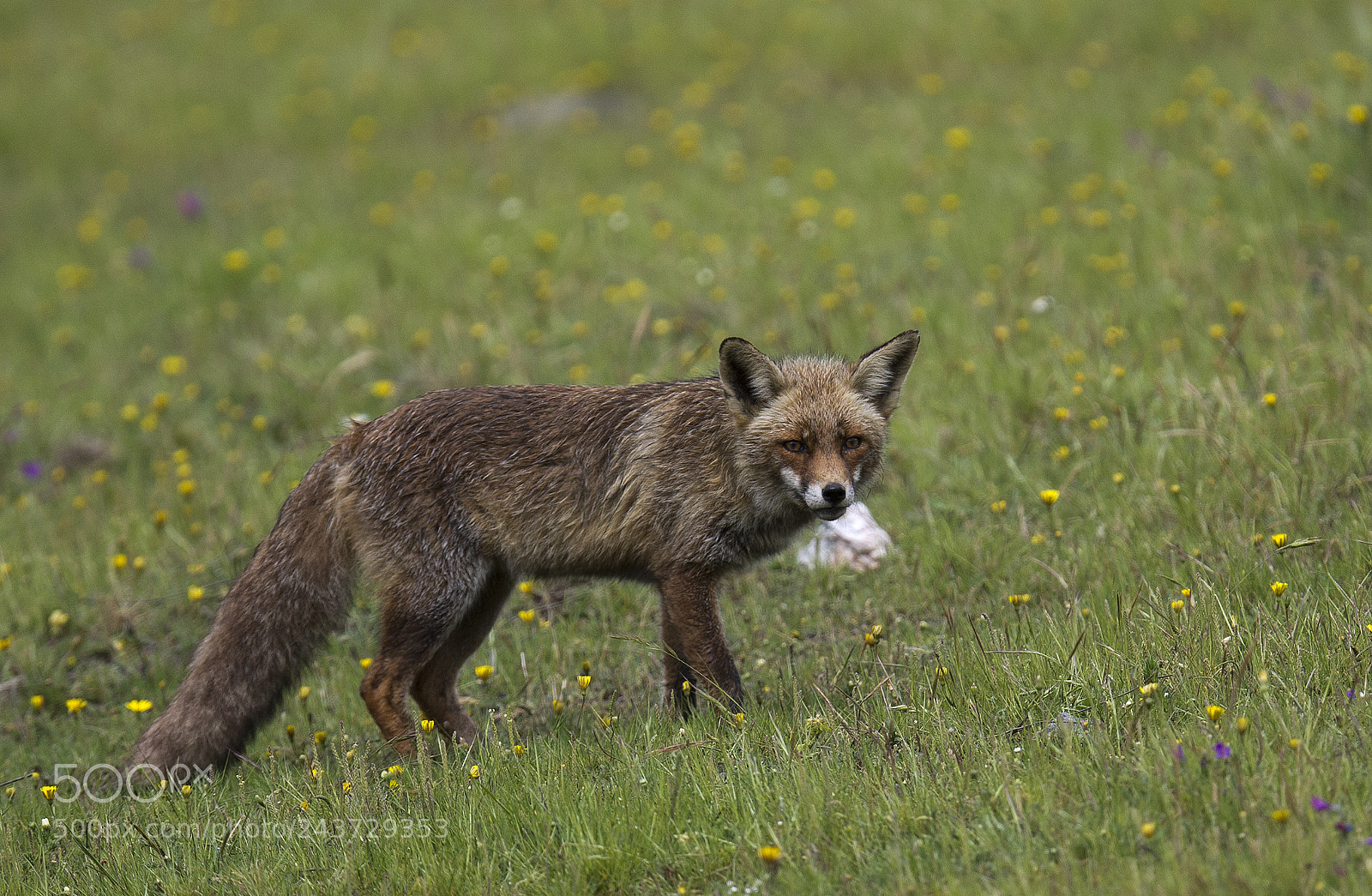 Canon EOS-1D X sample photo. Fox photography