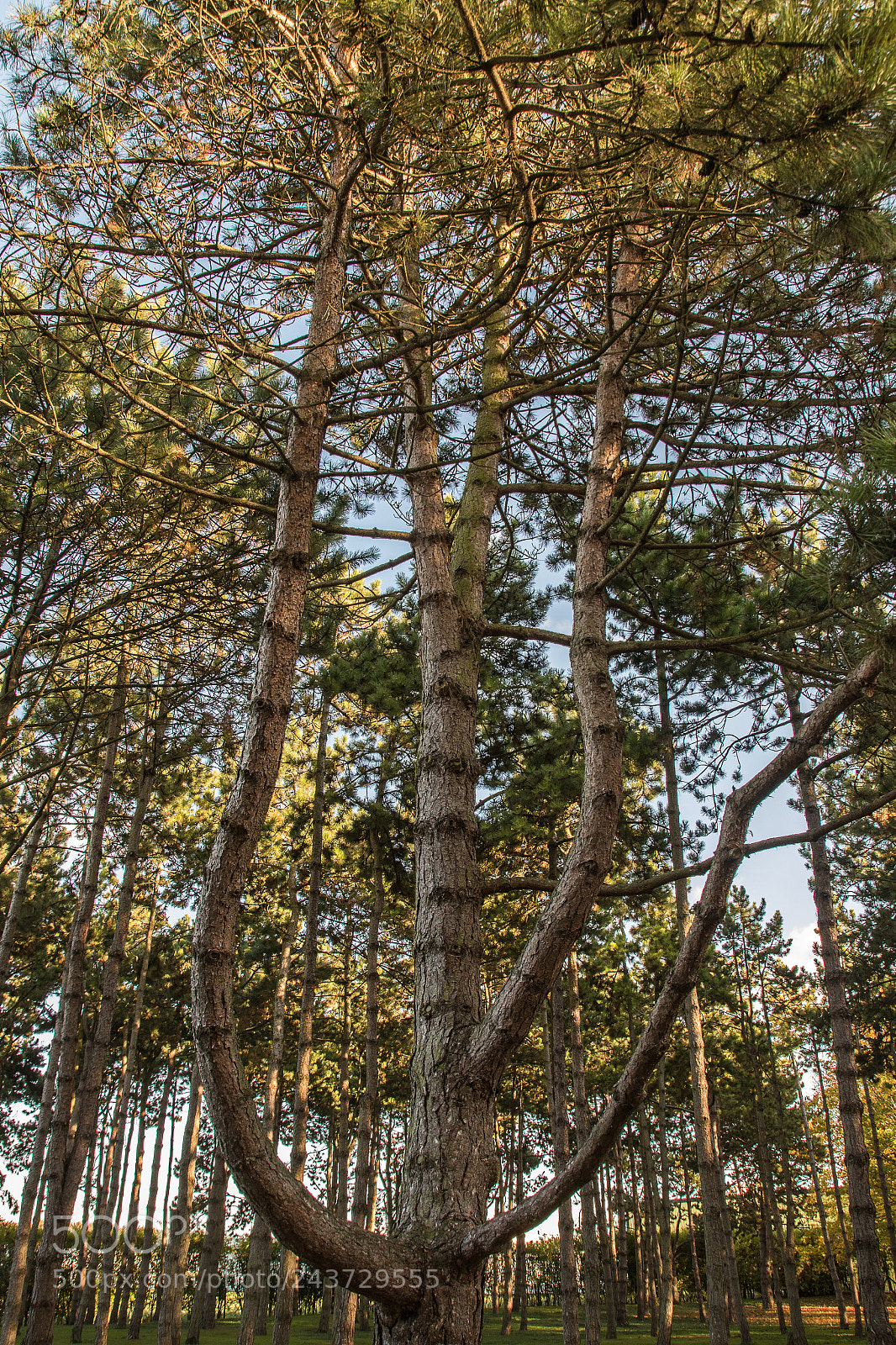 Canon EOS 7D Mark II sample photo. Ha photography
