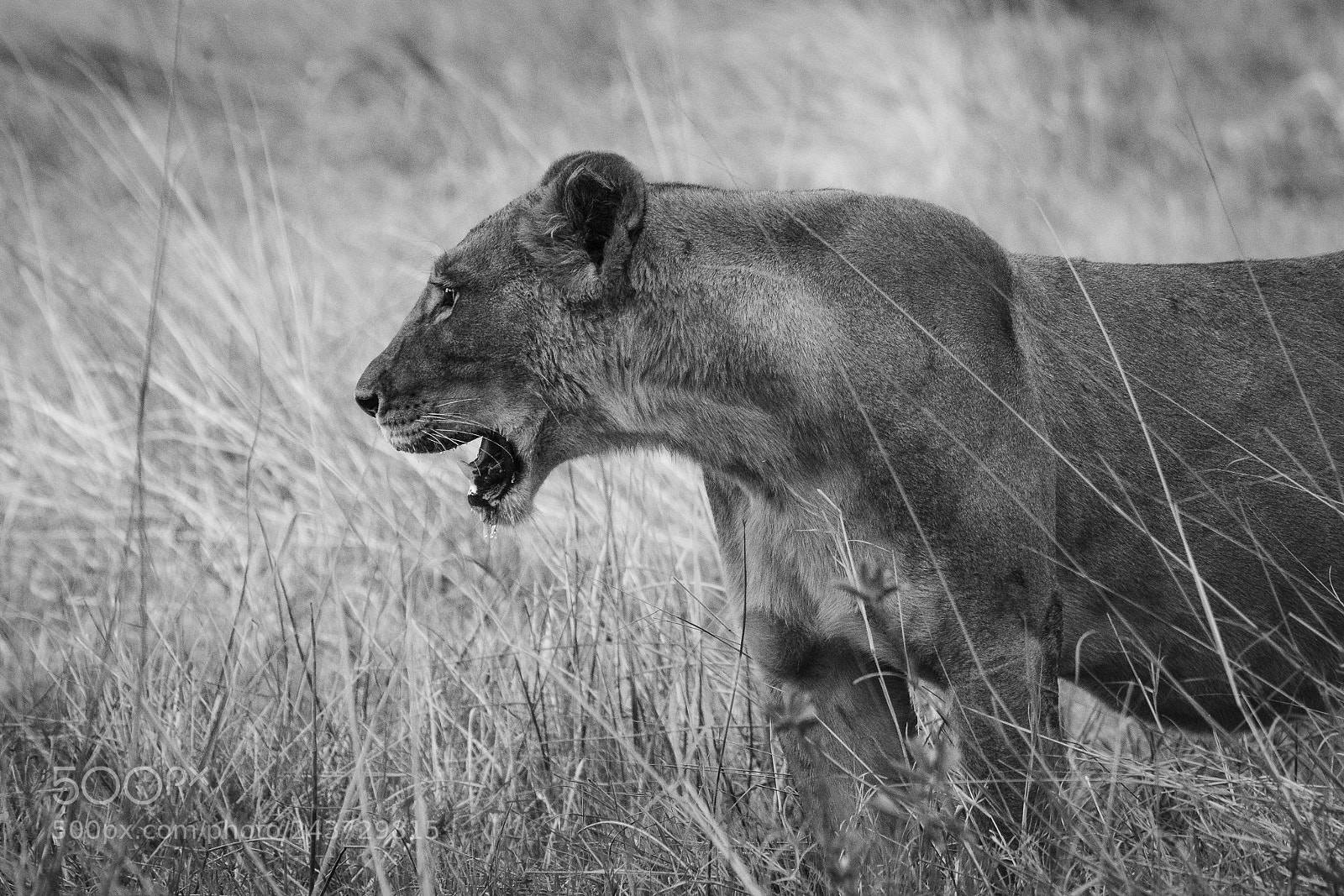 Nikon D7200 sample photo. Khwai lioness photography