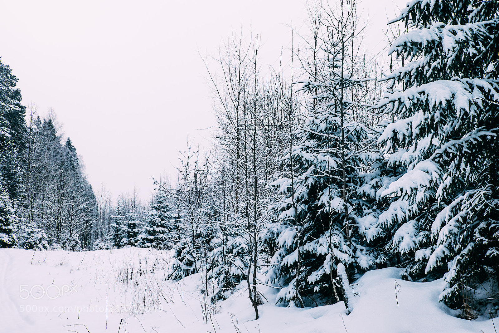 Fujifilm X-T1 sample photo. Winter forest #4 photography