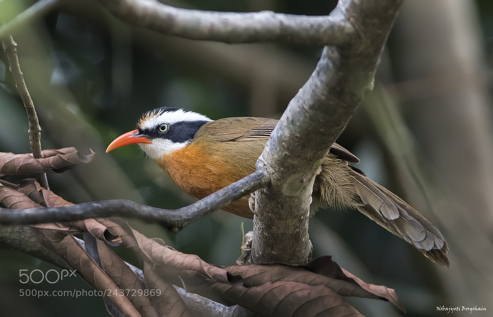Nikon D500 sample photo. Coral-billed scimitar babbler photography