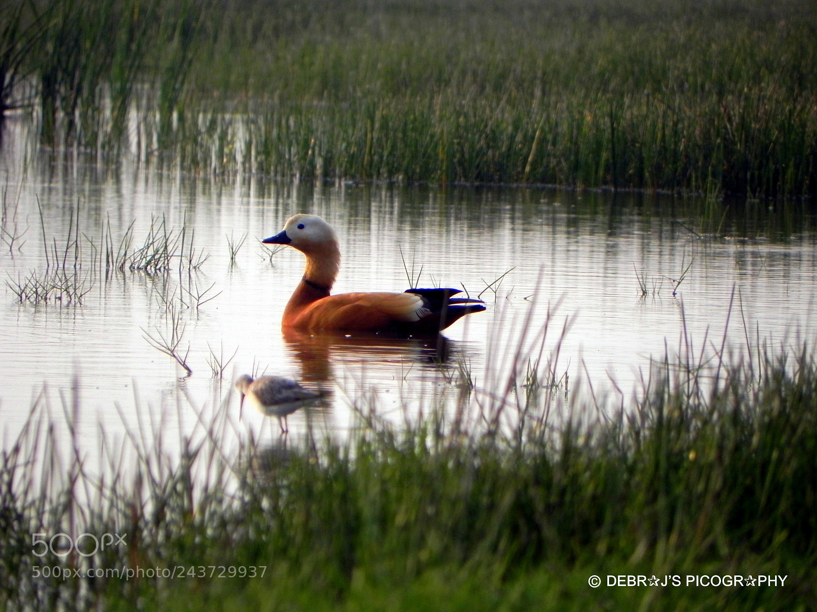 Nikon Coolpix P100 sample photo. Rudy shelduck photography
