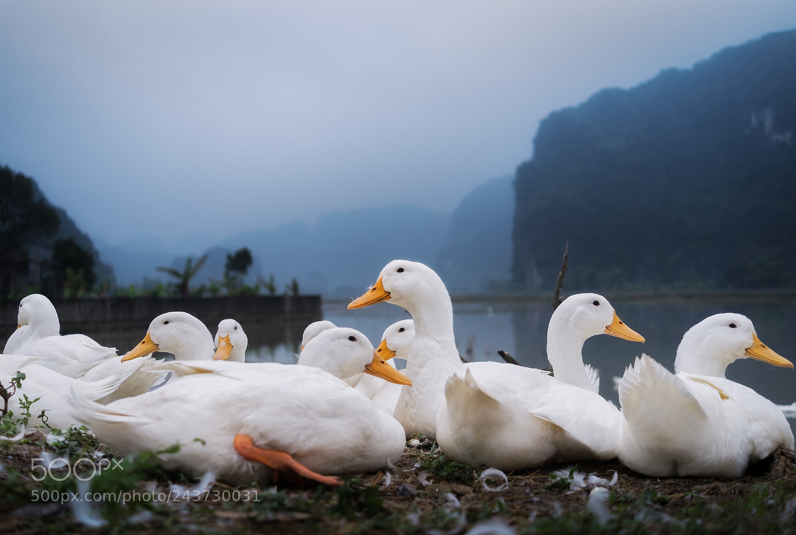 Fujifilm X-Pro1 sample photo. Gangs of tc photography