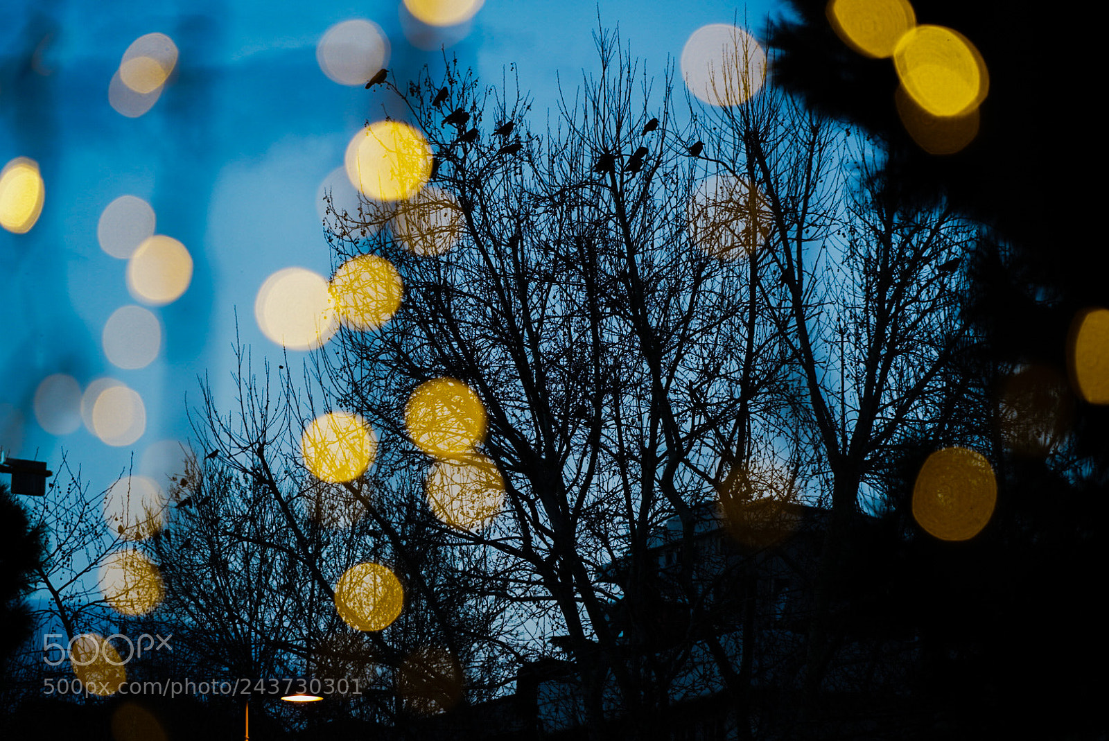 Sony a7R II sample photo. Untitled photography