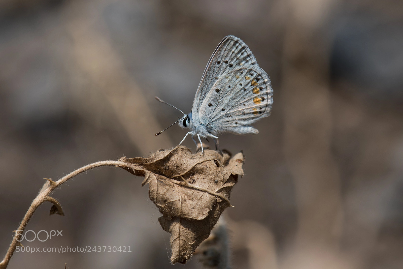 Nikon D810 sample photo. Butterfly. photography