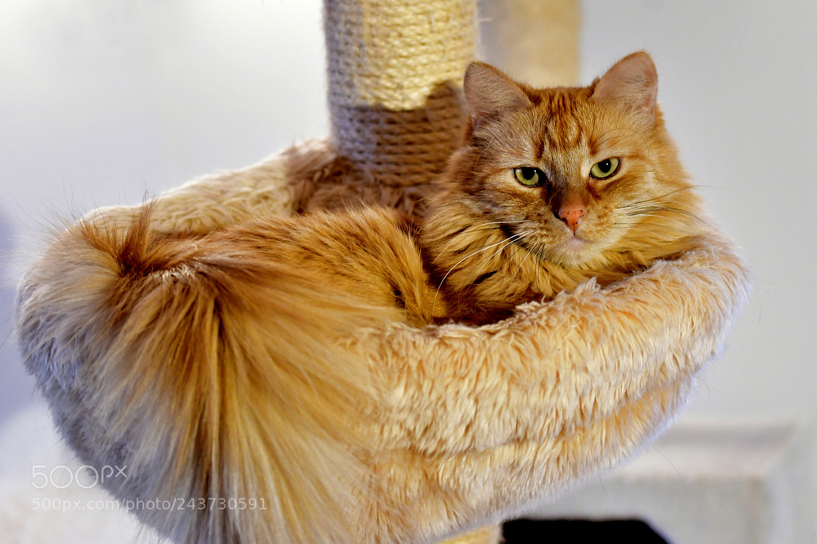 Nikon D500 sample photo. The cat photography