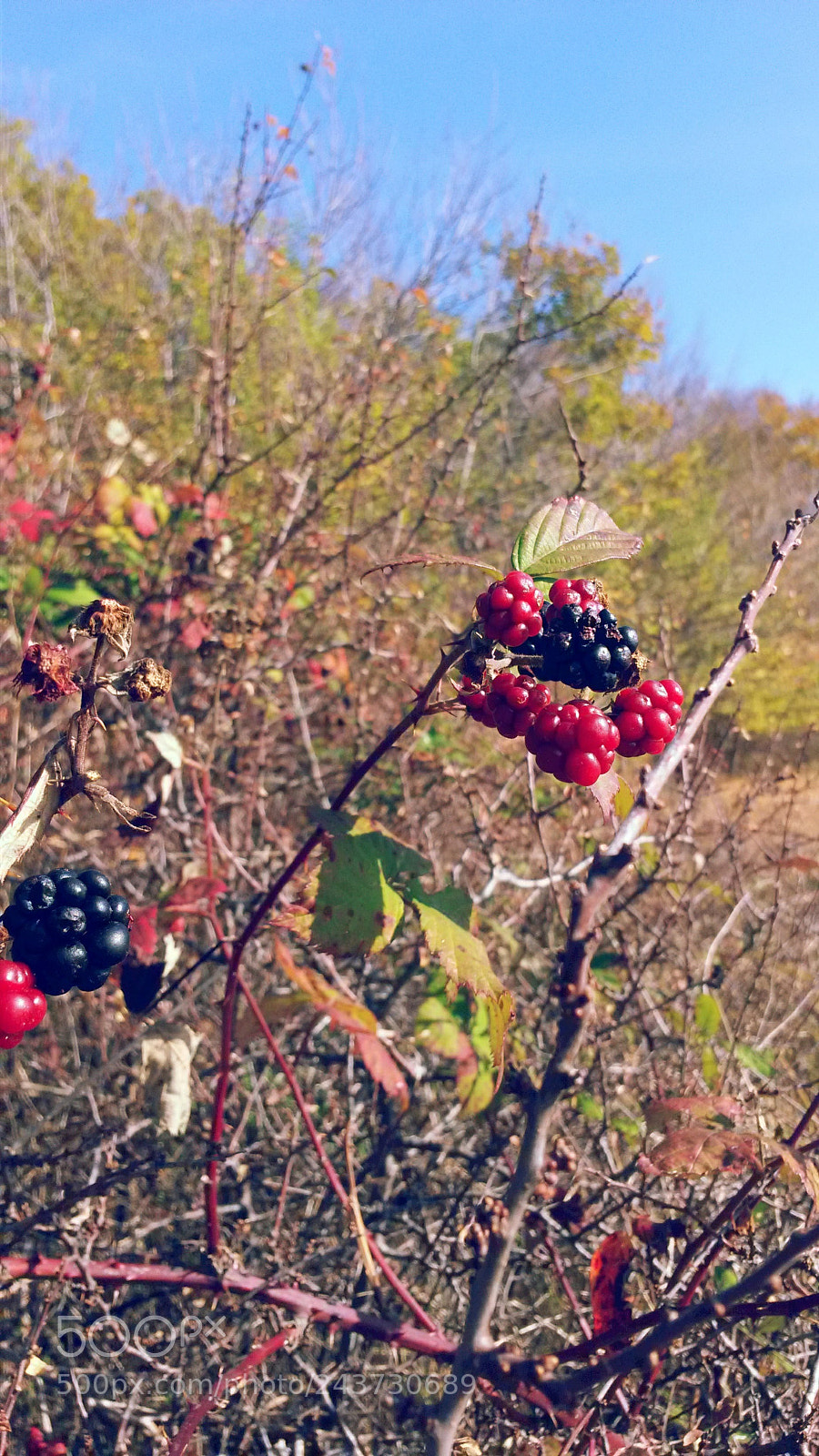 Samsung Galaxy S4 Mini sample photo. Blueberries photography