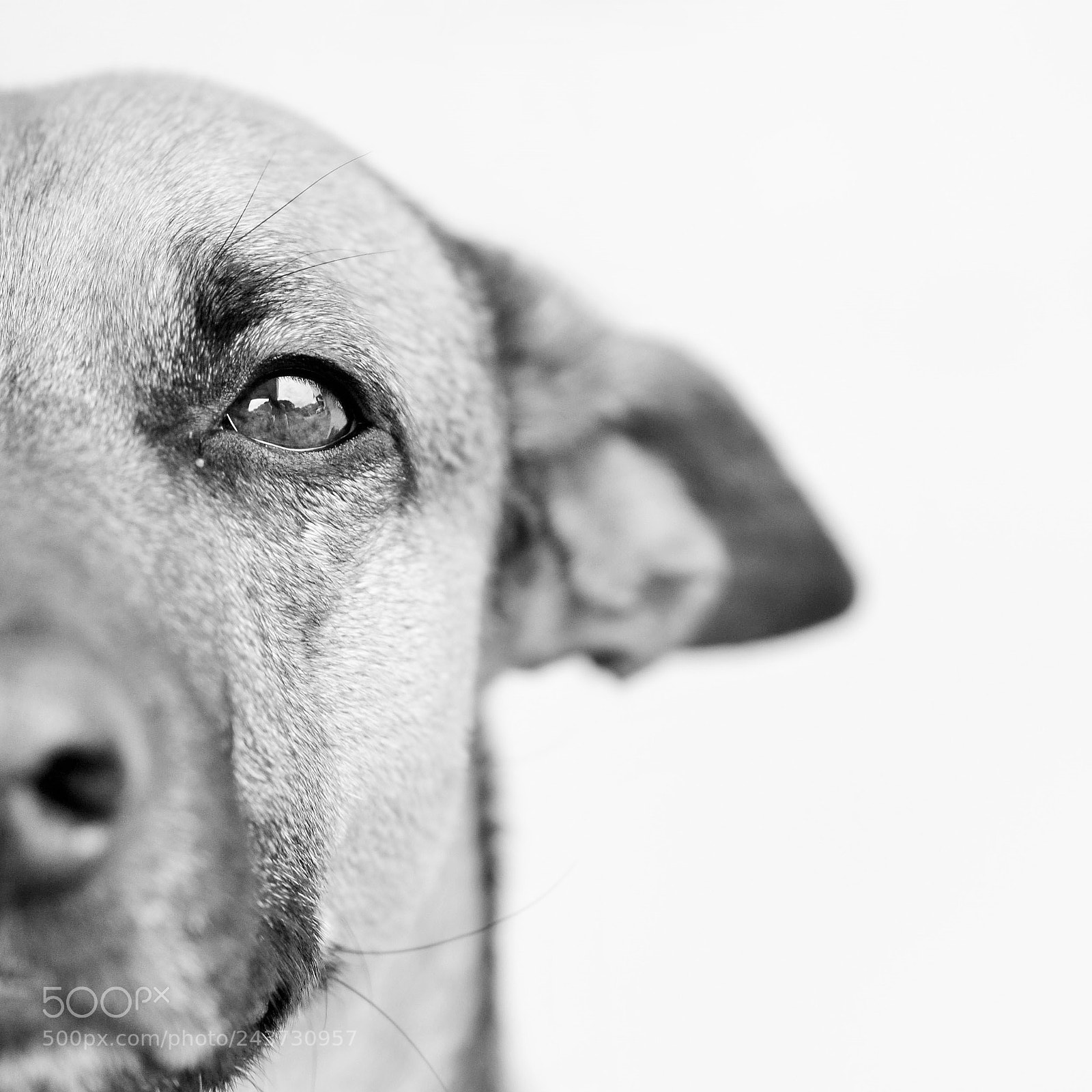 Nikon D3100 sample photo. Polin photography