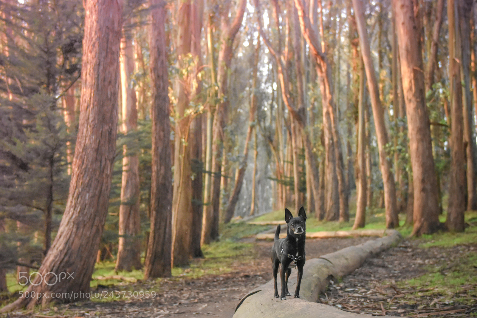 Nikon D7200 sample photo. Micky photography