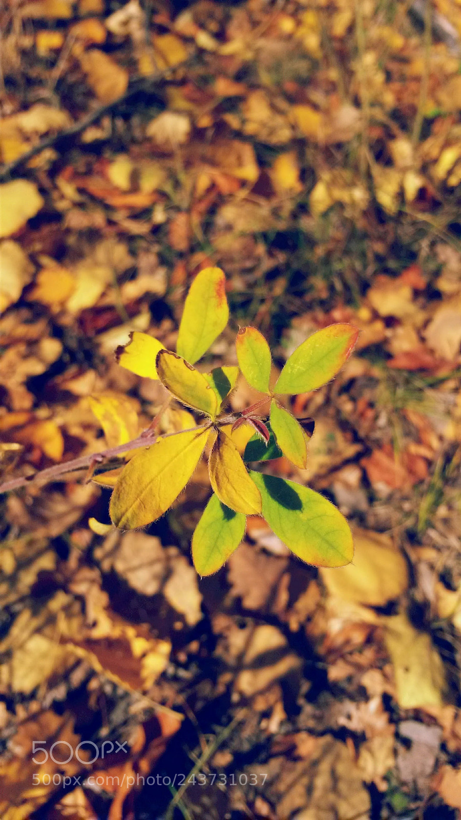 Samsung Galaxy S4 Mini sample photo. Just colors photography