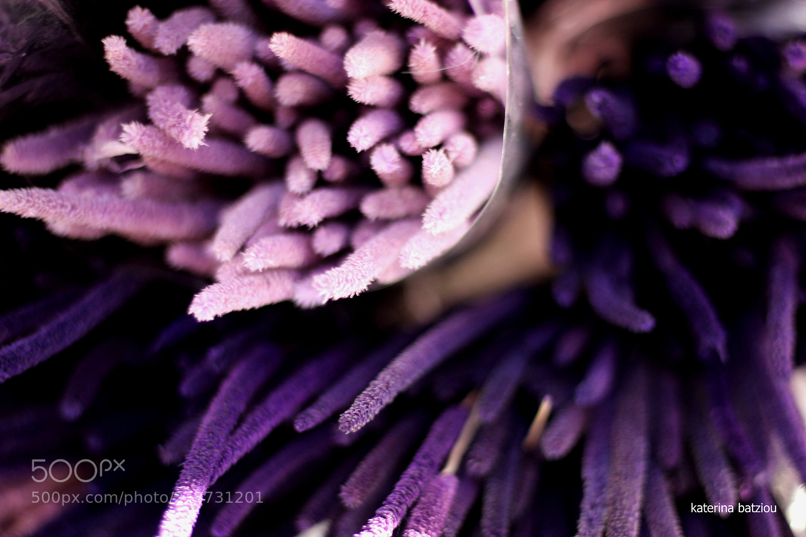 Canon EOS 550D (EOS Rebel T2i / EOS Kiss X4) sample photo. Purple rain photography