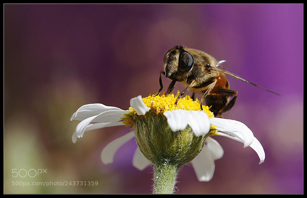 Canon EOS 450D (EOS Rebel XSi / EOS Kiss X2) sample photo. Pollination time... photography