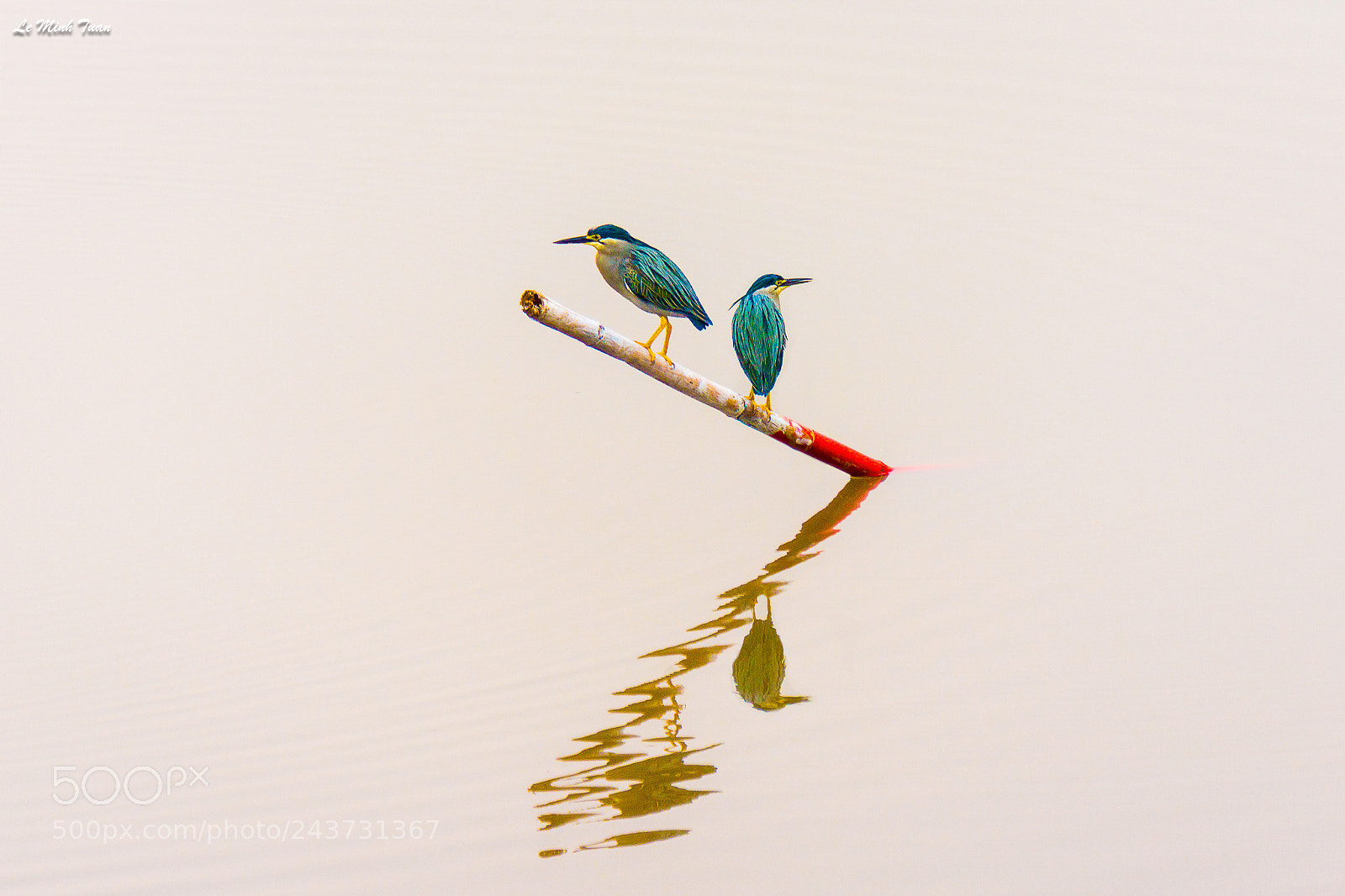 Sony Alpha NEX-7 sample photo. Blue stork photography
