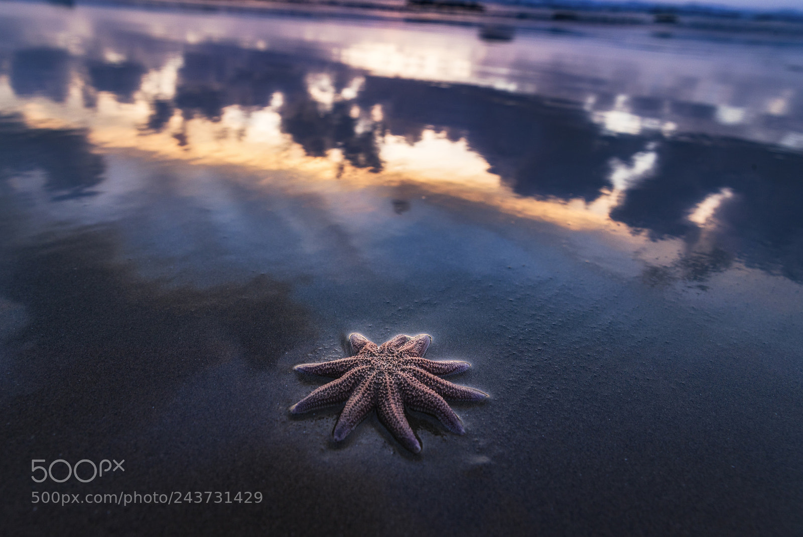 Canon EOS-1D X Mark II sample photo. Lucky star photography