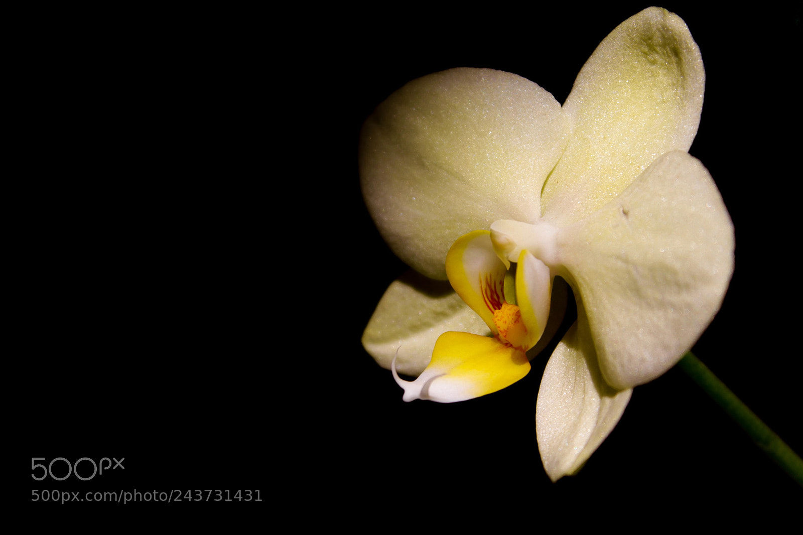Canon EOS 1100D (EOS Rebel T3 / EOS Kiss X50) sample photo. Yellow orchid photography