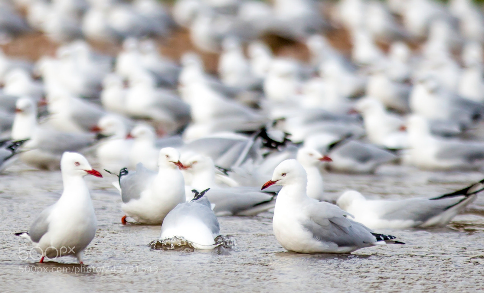 Canon EOS-1D X sample photo. Duck photography