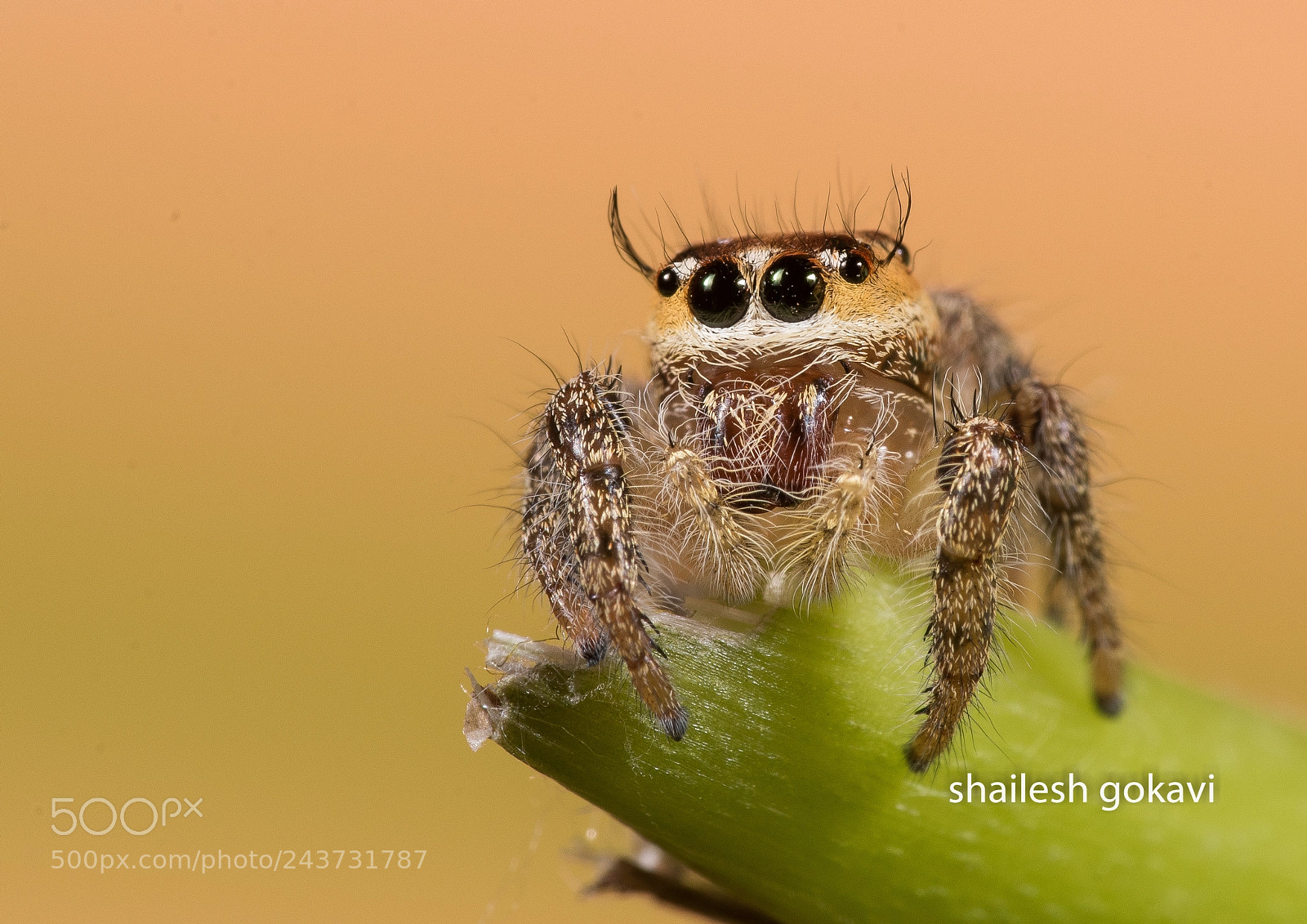 Nikon D810 sample photo. Viking spider photography
