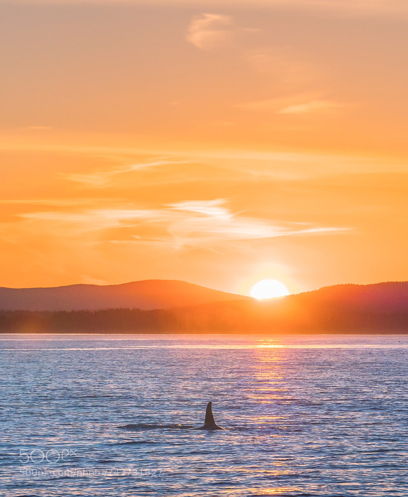 Panasonic Lumix DMC-GX8 sample photo. A whale of a photography