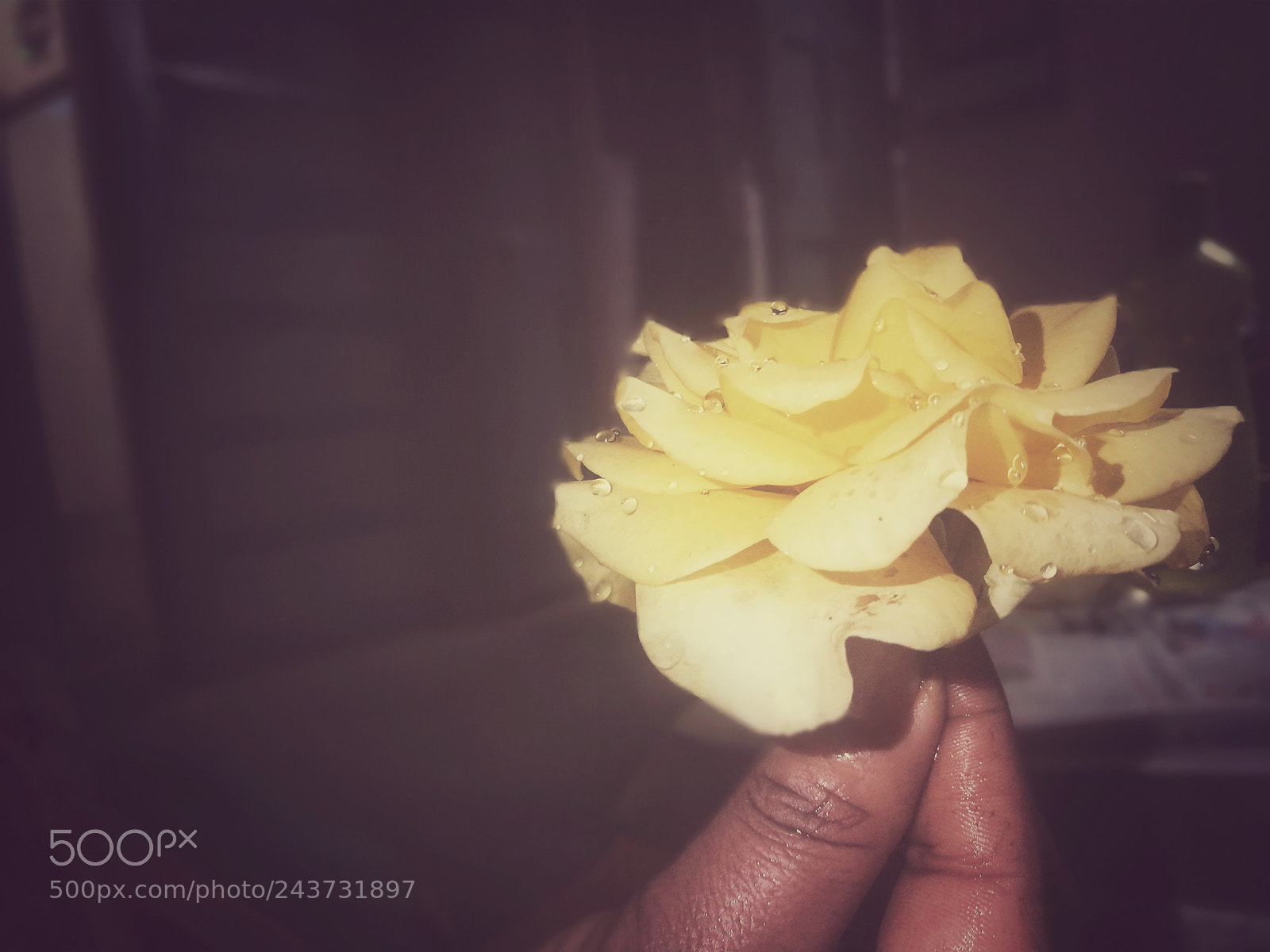HUAWEI honor 6x sample photo. Rose photography