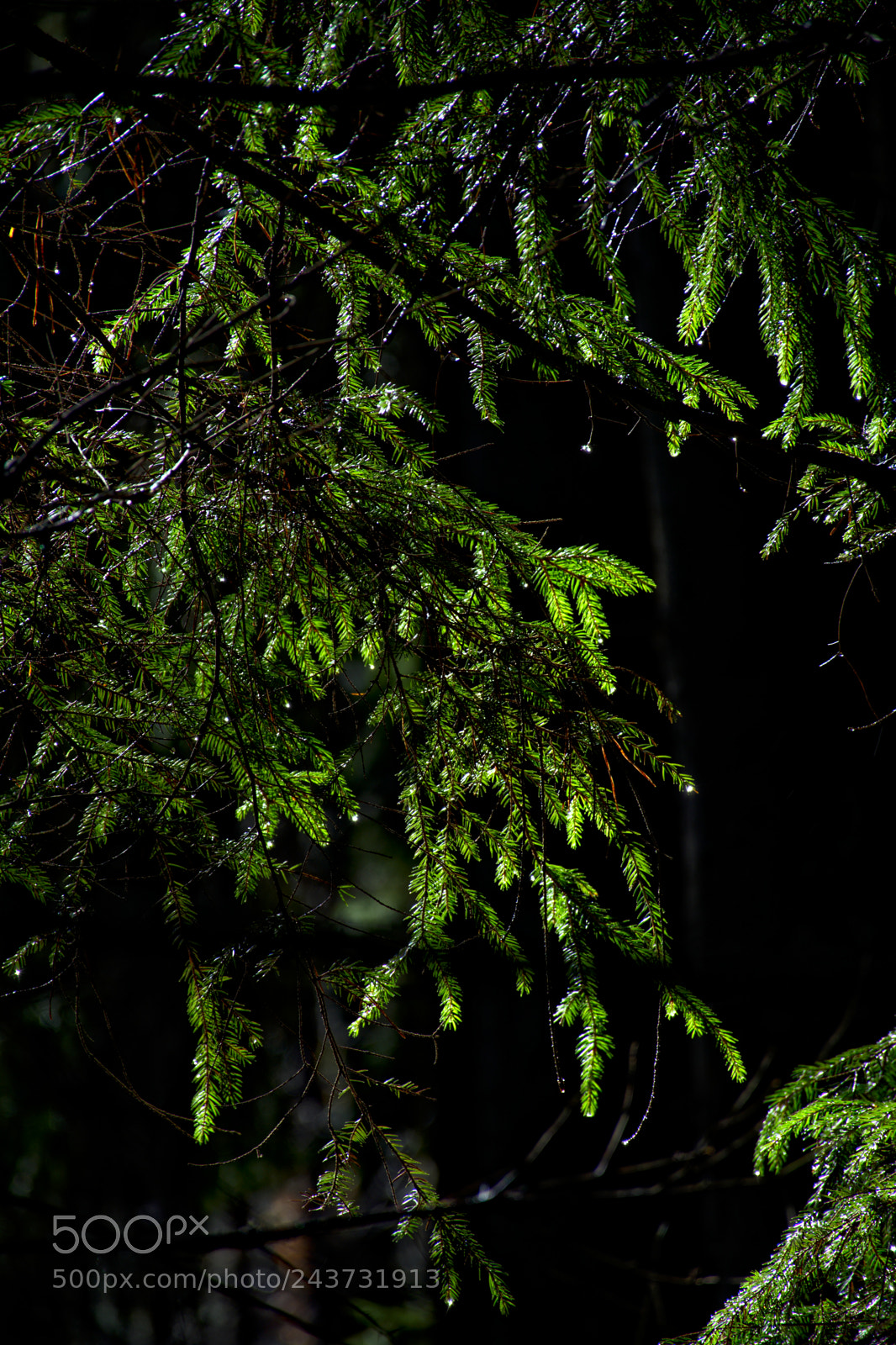 Nikon D7100 sample photo. Misc26 photography
