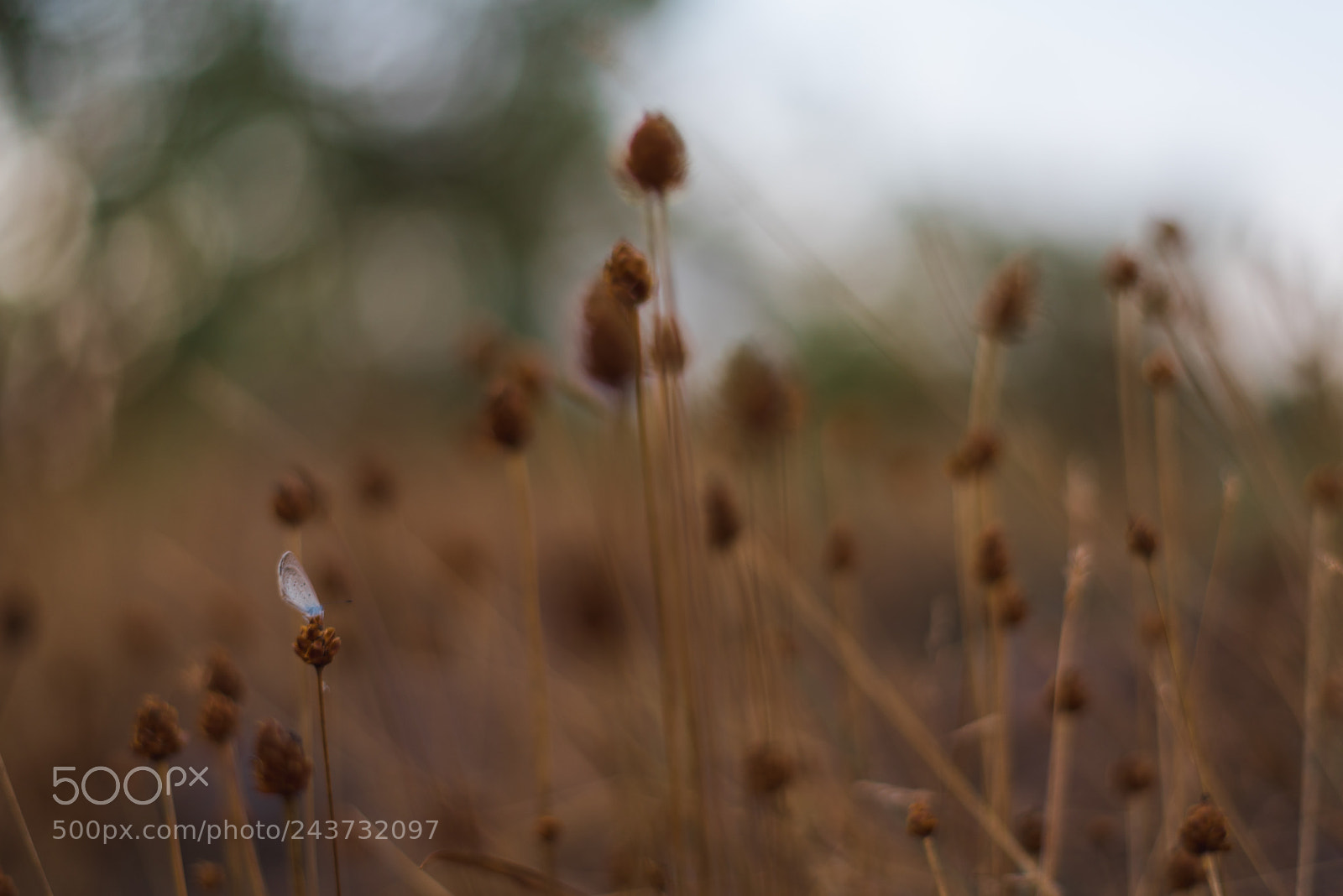 Nikon D750 sample photo. Butterfly grass and the photography