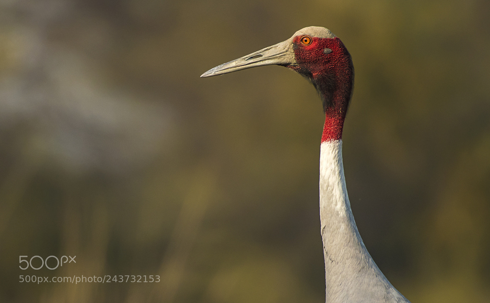 Nikon D500 sample photo. Sarus crane photography