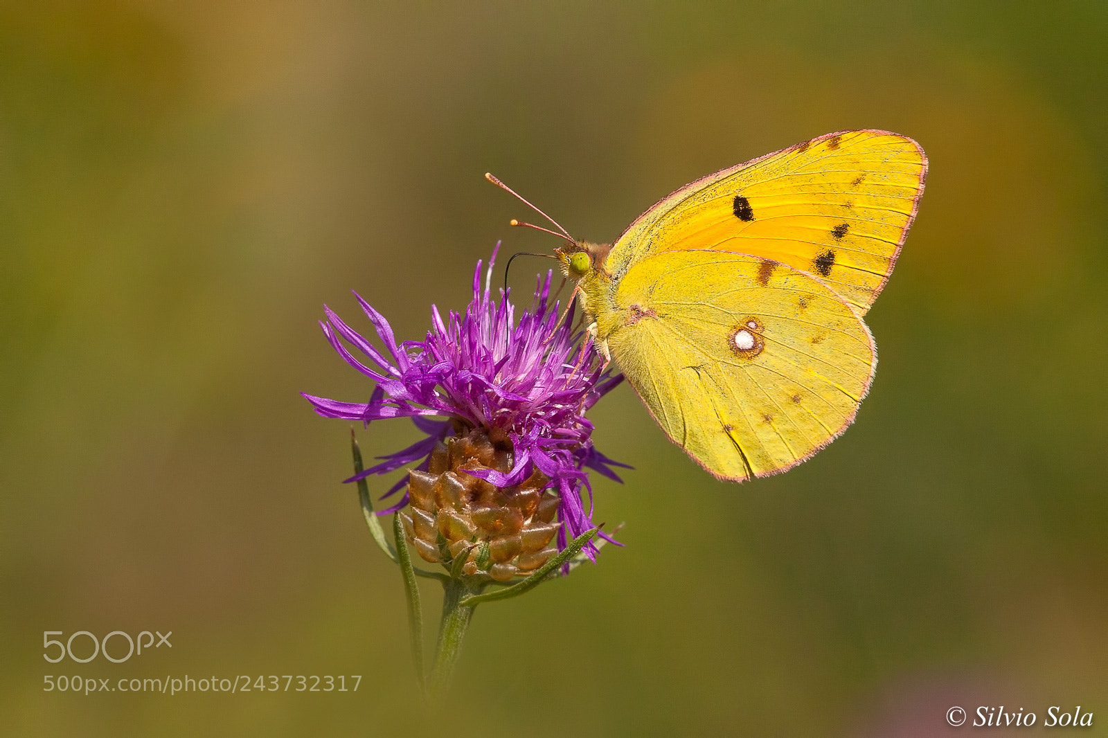 Canon EOS 40D sample photo. Colias croceus. photography