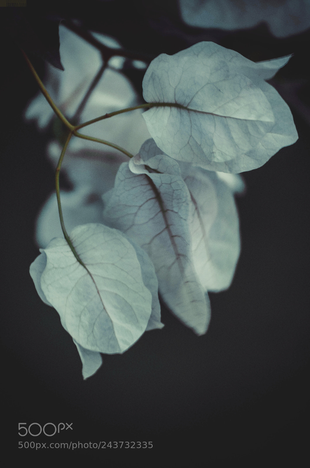 Nikon D5100 sample photo. *** photography