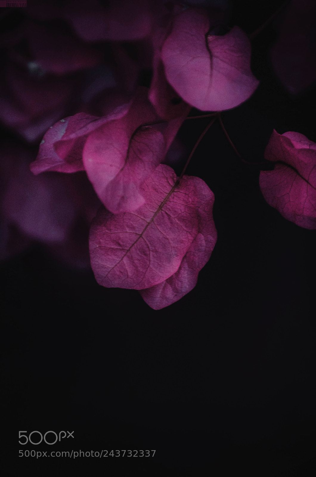 Nikon D5100 sample photo. *** photography