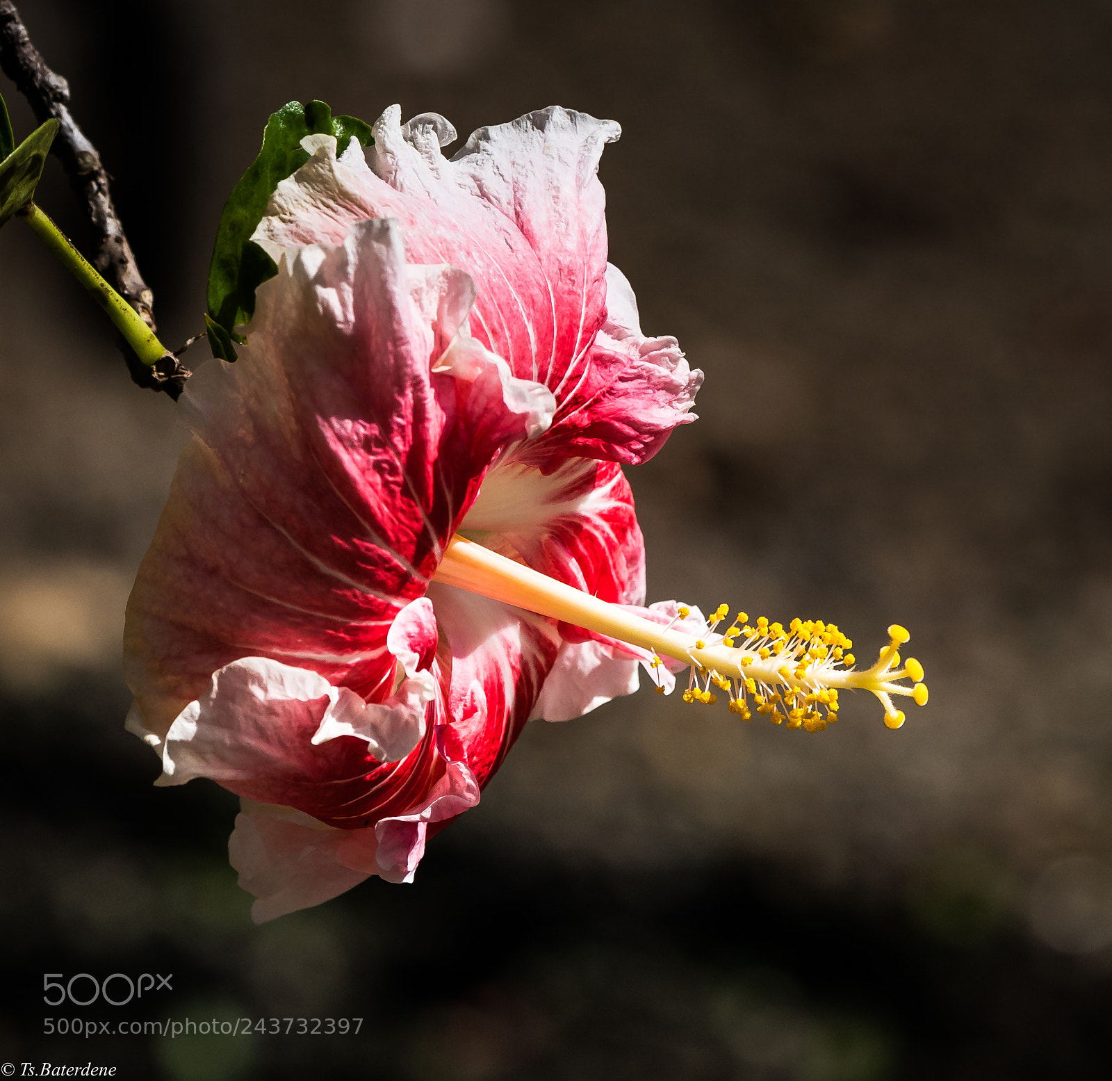 Sony a9 sample photo. Forest botanical garden, honolulu photography