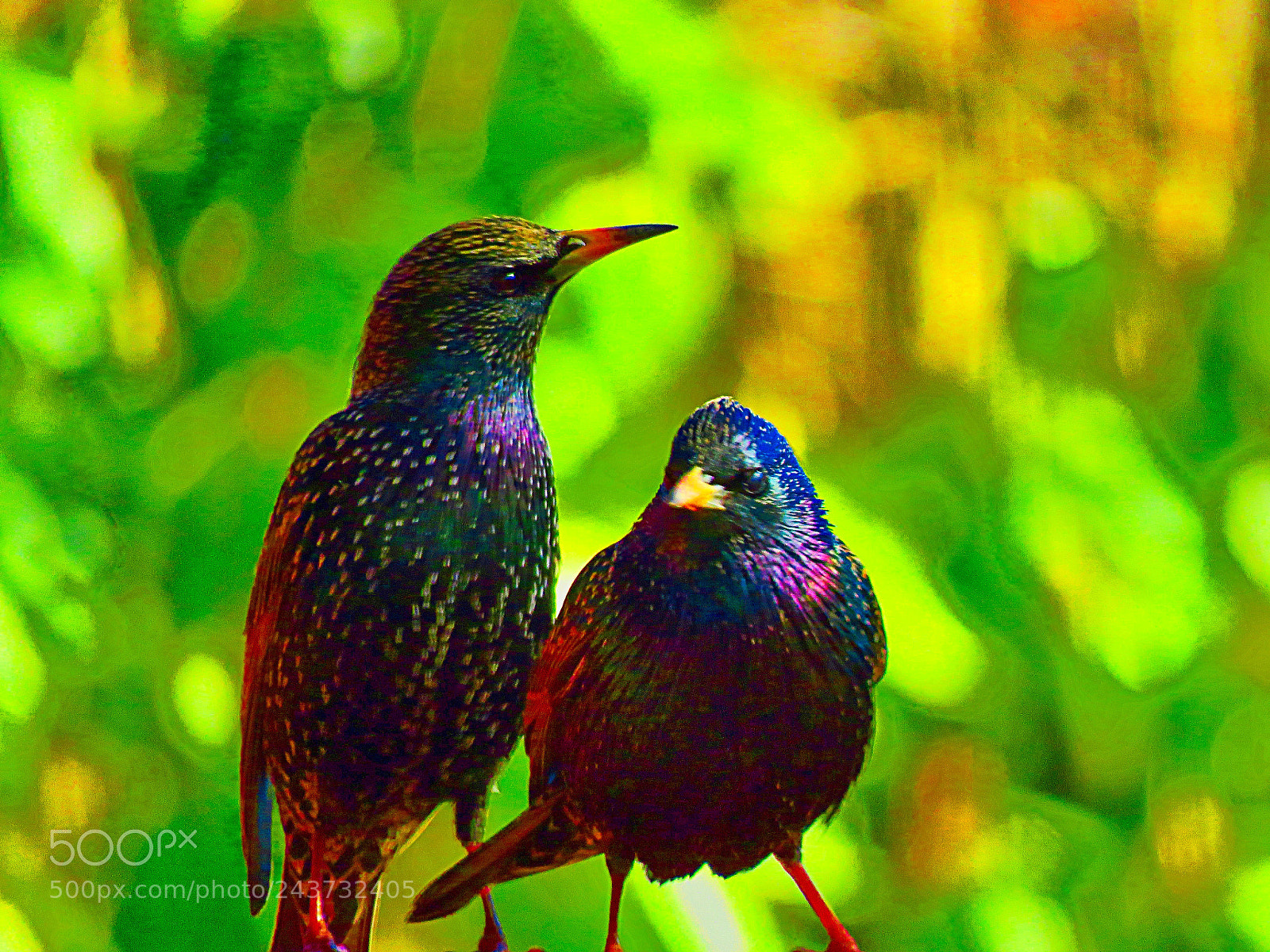 Canon PowerShot SX60 HS sample photo. Pin birds at lunch photography