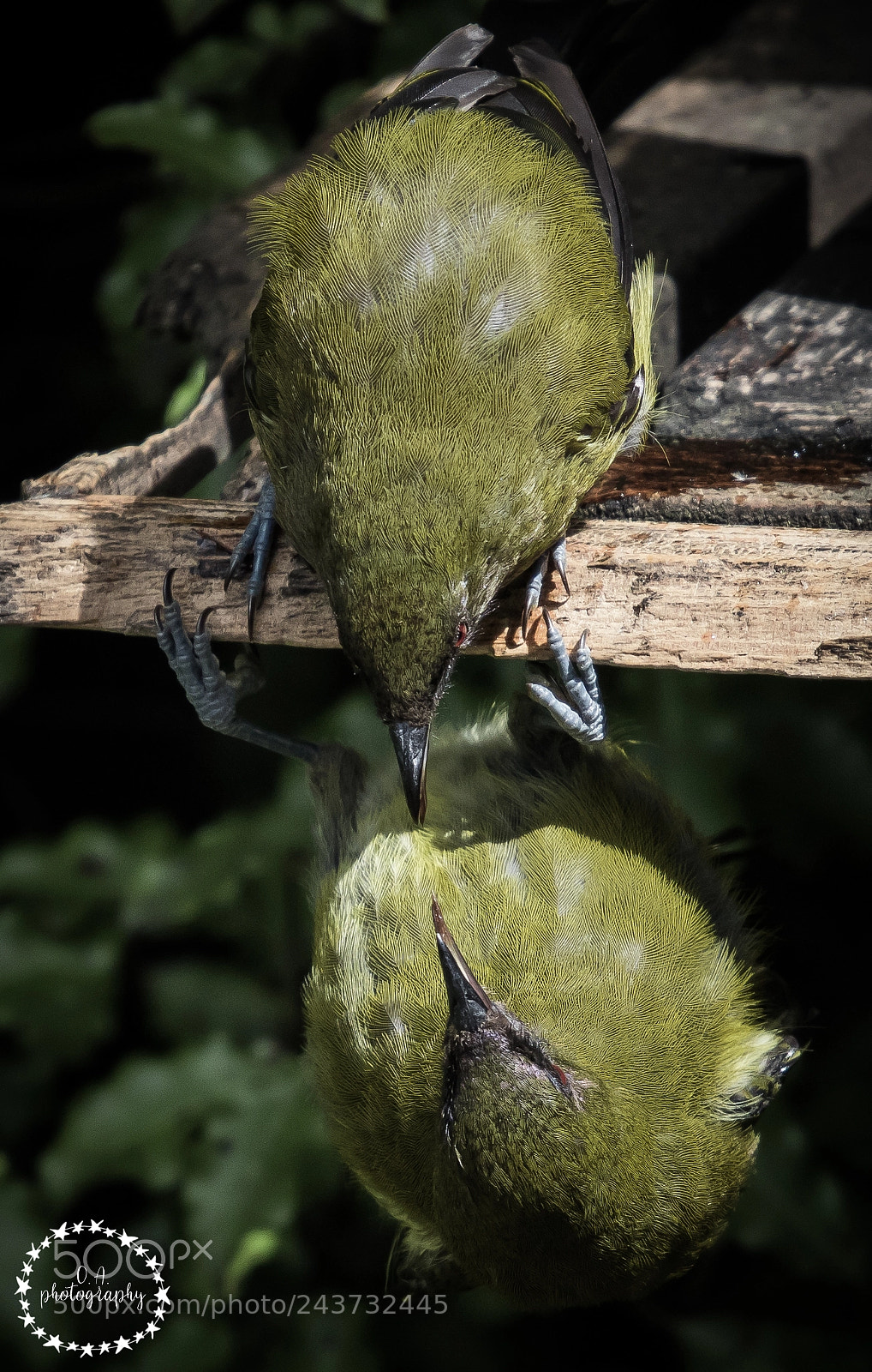 Canon EOS 7D Mark II sample photo. Two male korimako, bellbird photography