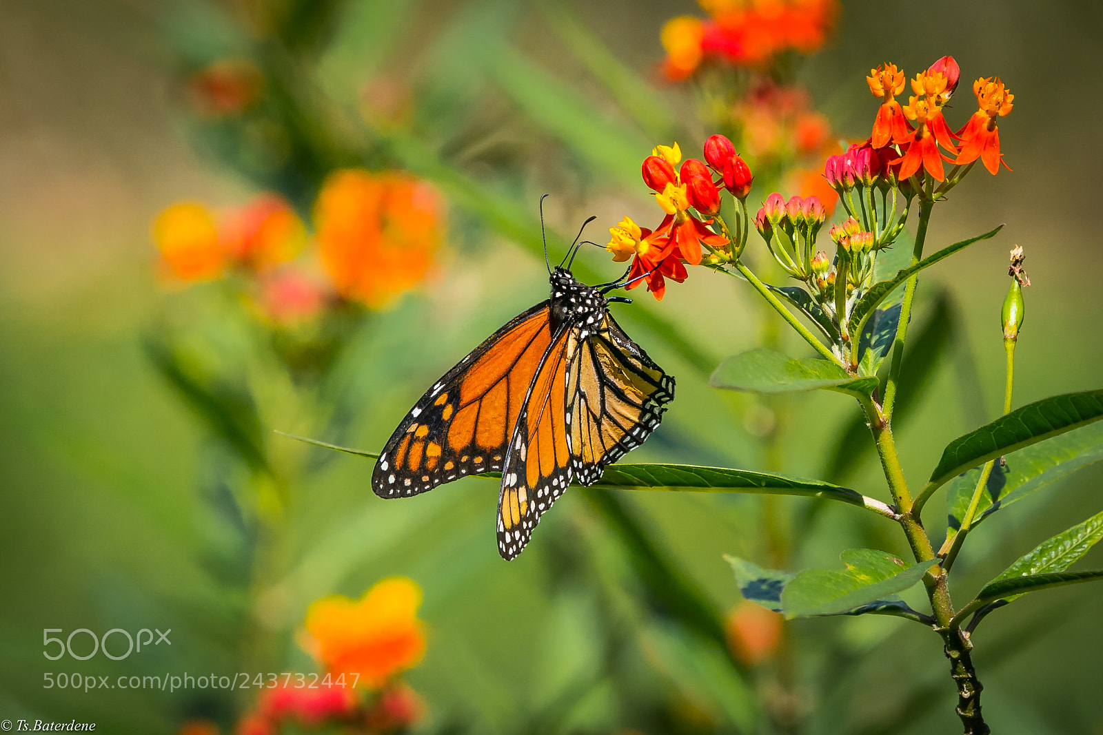 Sony a9 sample photo. Forest botanical garden, honolulu photography