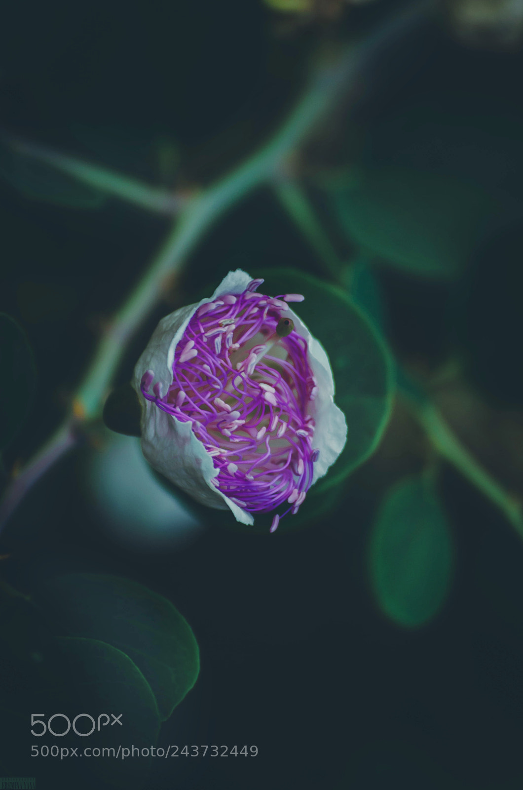 Nikon D5100 sample photo. *** photography