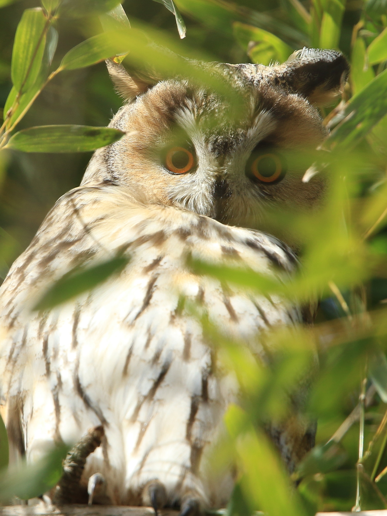 Canon EOS 7D Mark II + Canon EF 400mm F2.8L IS USM sample photo. Long-eared owl  トラフズク photography