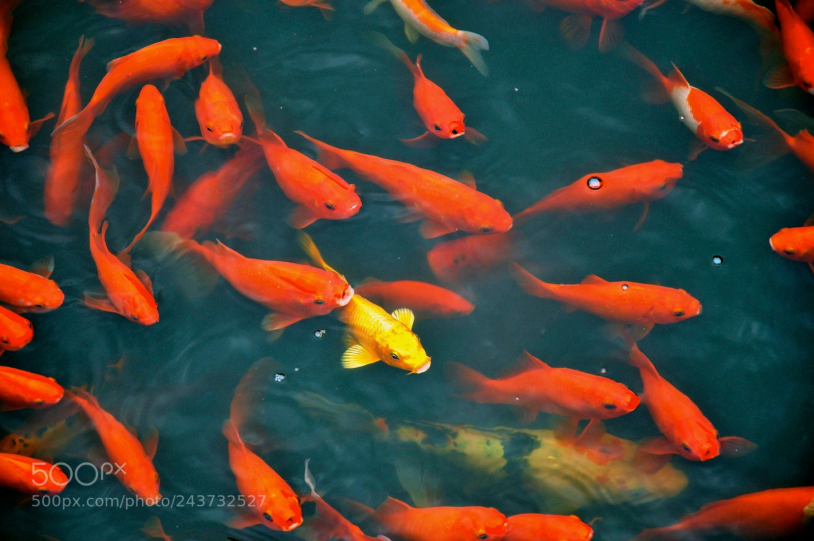 Nikon D90 sample photo. Black sheep & yellow fish photography