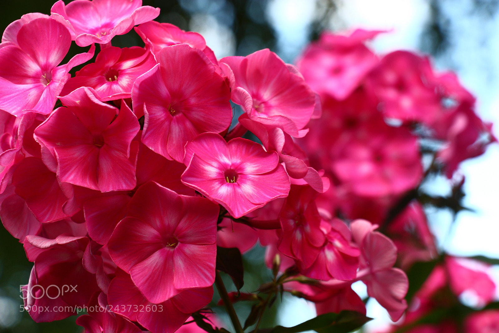 Canon EOS 450D (EOS Rebel XSi / EOS Kiss X2) sample photo. Dark pink phlox paniculata. photography