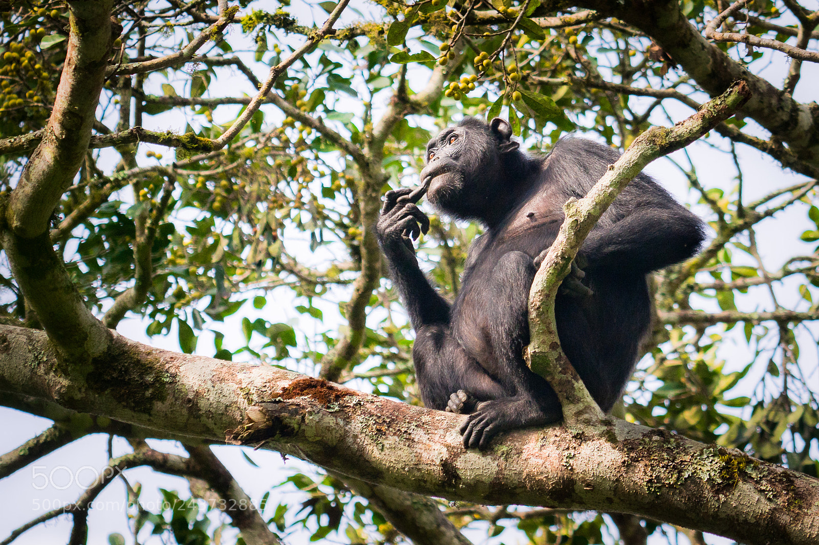 Sony ILCA-77M2 sample photo. Chimpanzee photography
