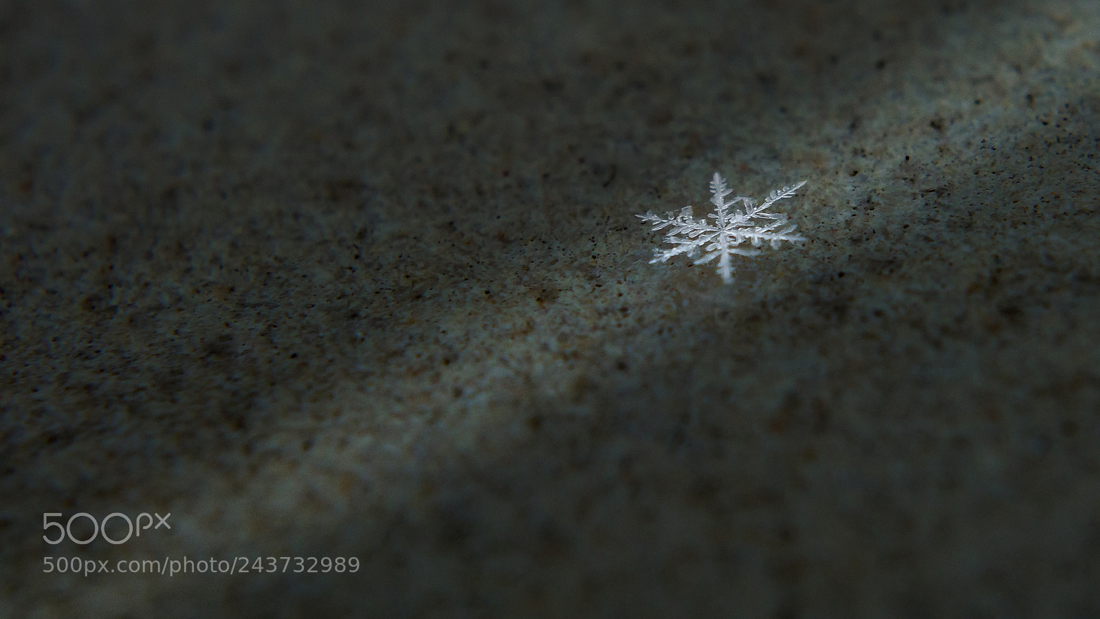 Nikon D3200 sample photo. Snowflake macro photography