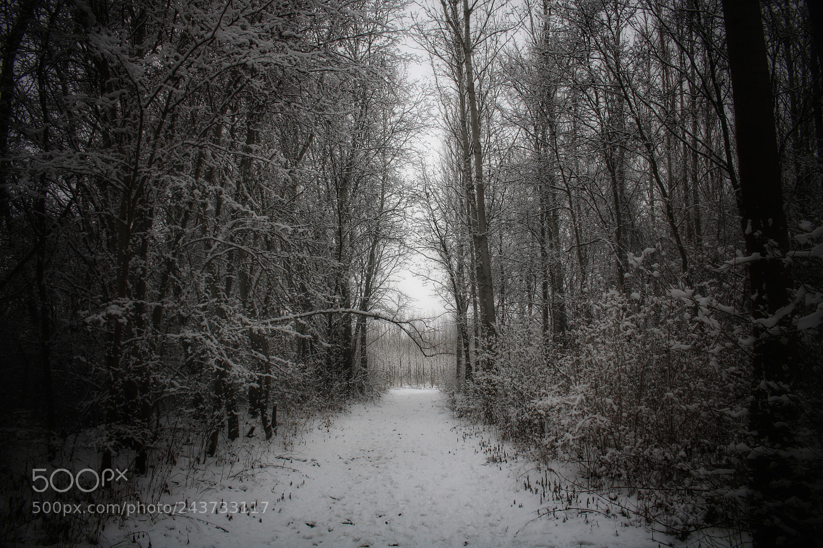 Canon EOS 760D (EOS Rebel T6s / EOS 8000D) sample photo. Winter photography